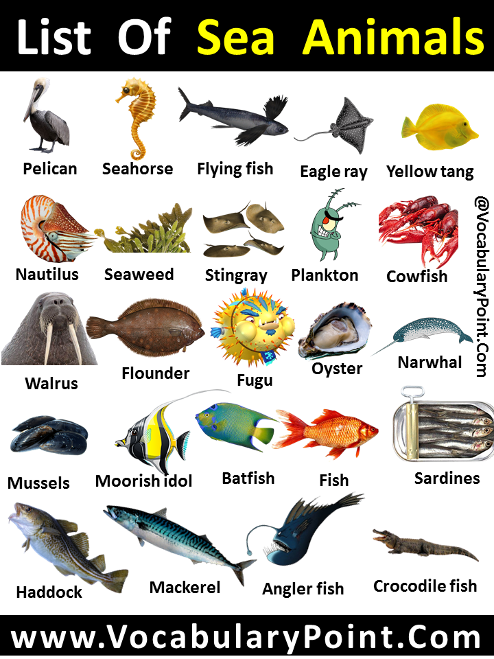 List of Sea Animals With Pictures