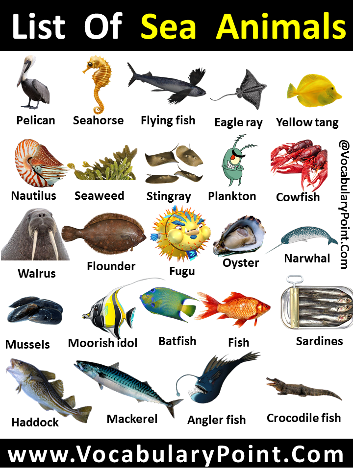 List of Sea Animals With Pictures - Vocabulary Point