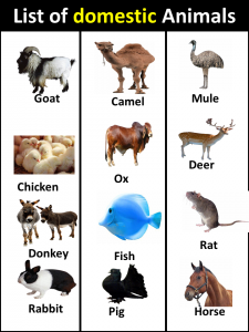 List of Domestic Animals in English - Vocabulary Point