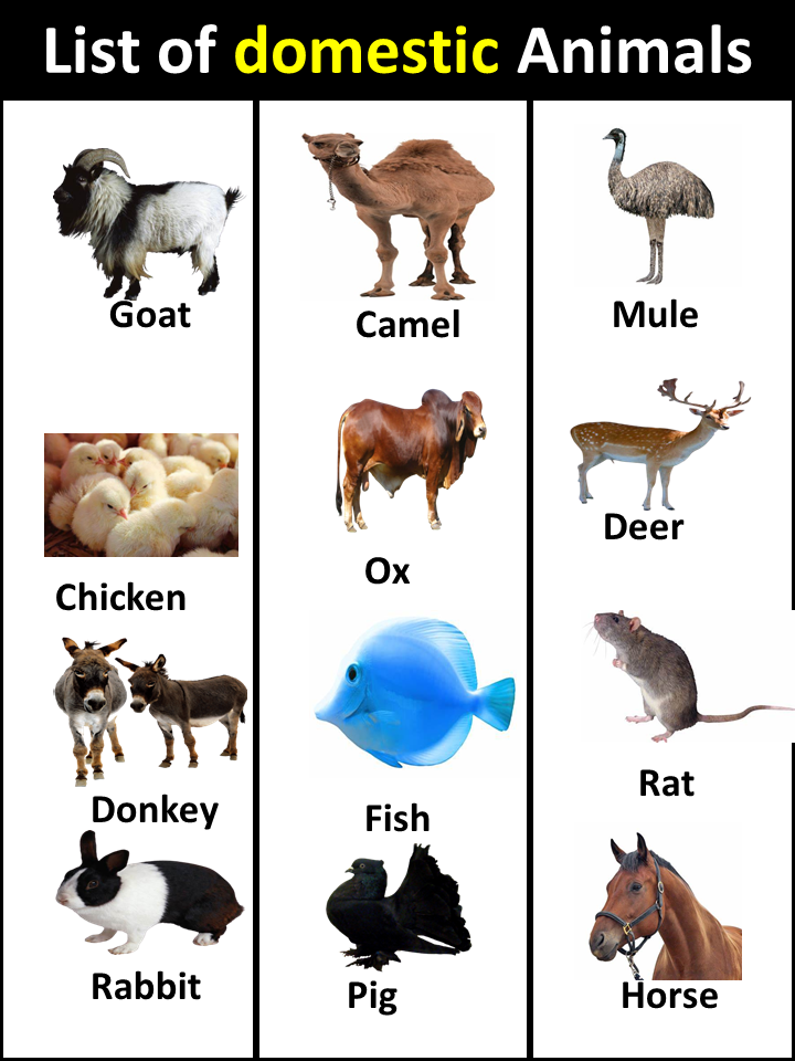 list of domestic animals in english