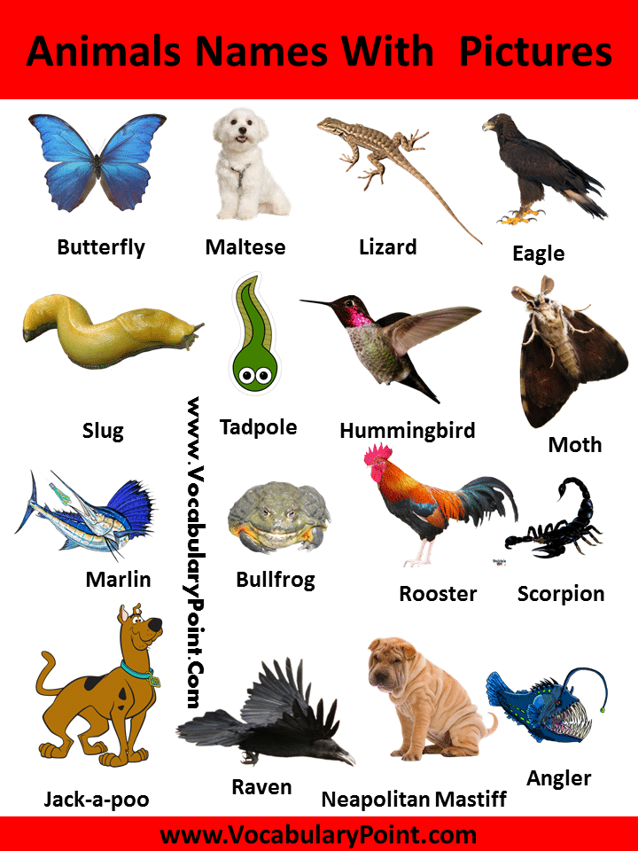 Animal Names with Pictures | Download PDF - Vocabulary Point