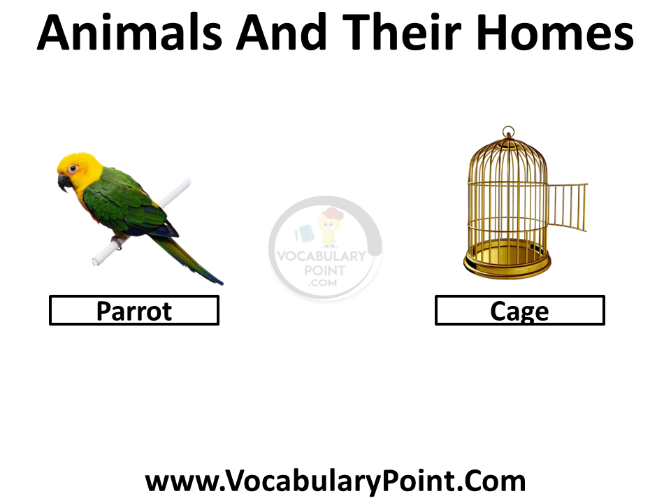 Animals And Their Homes