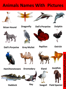 Popular Animal Names with Pictures | Download PDF - Vocabulary Point