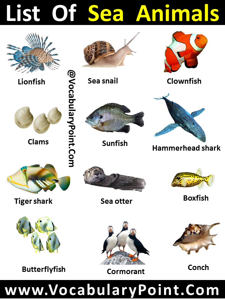 list of sea animals for kids