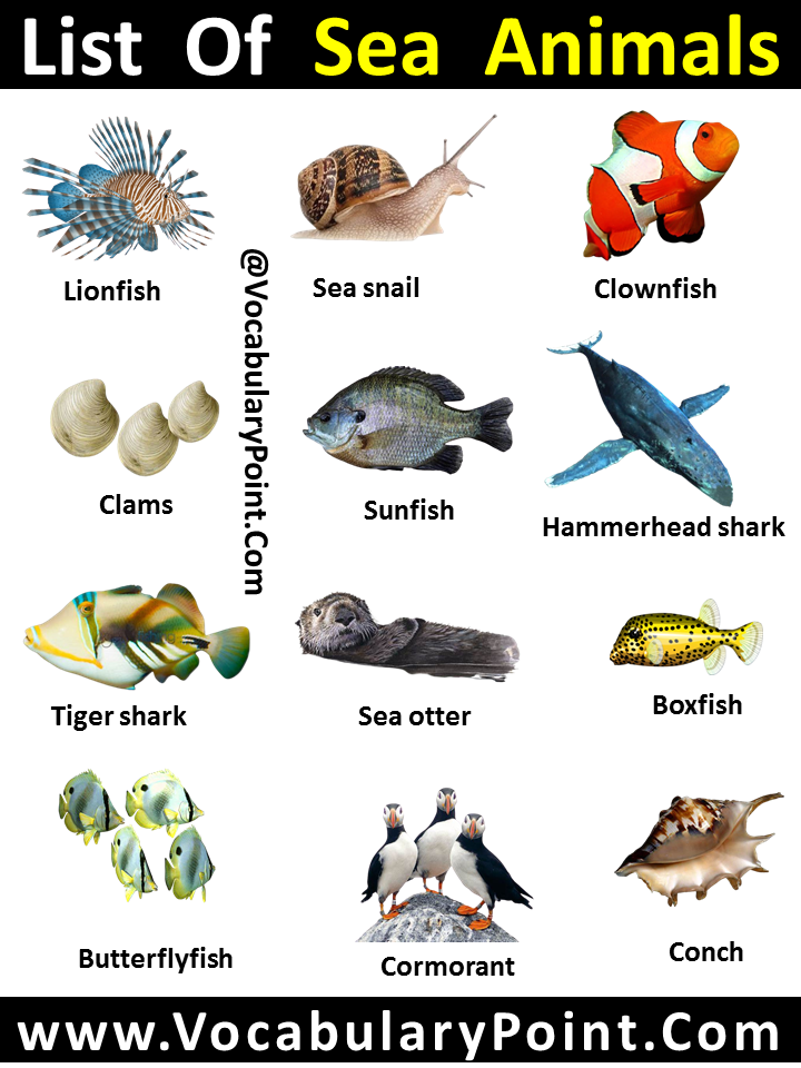 seashore animals name