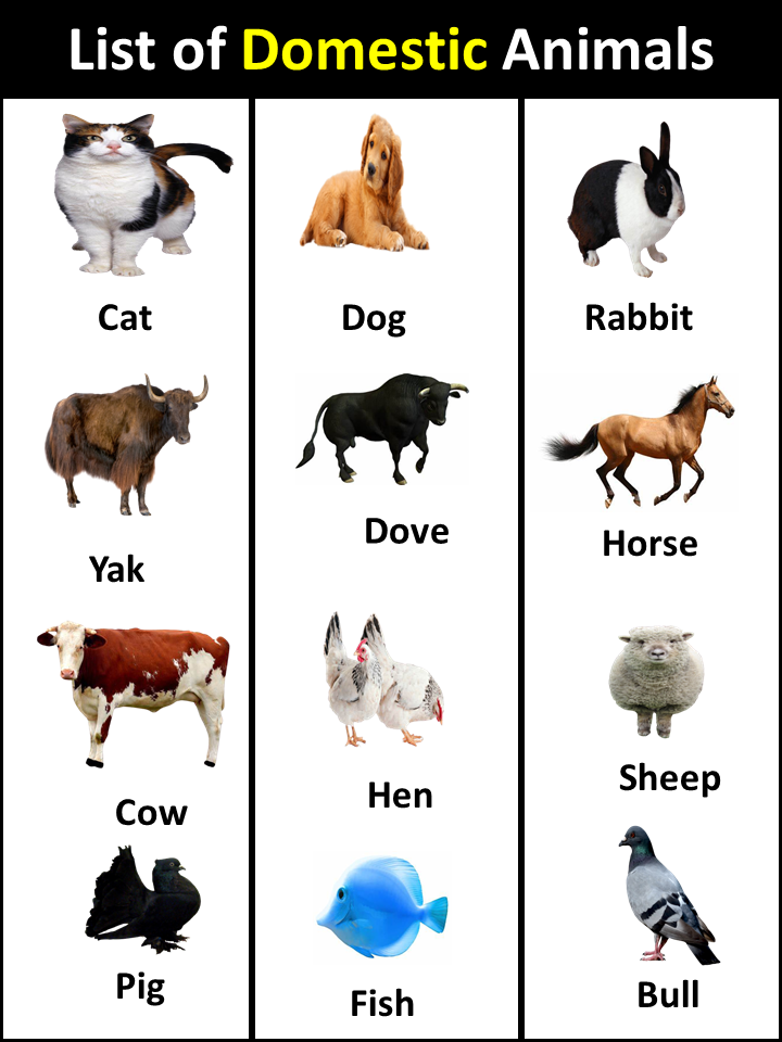 list of domestic animals