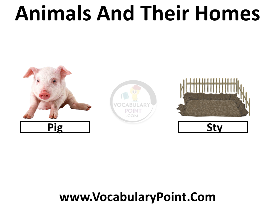 animals and homes pictures