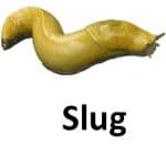 Slug animal names with pictures