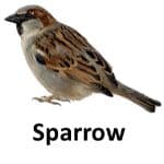 Sparrow animal names with pictures