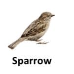 Sparrow list of wild animal