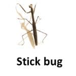 Stick bug list of wild animal
