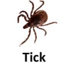 Tick animal names with pictures