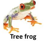 Tree frog list of wild animal