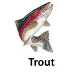 Trout animal names with pictures