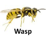 Wasp animal names with pictures