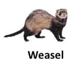 Weasel list of wild animal