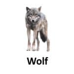 Wolf list of wild animal
