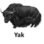 Yak list of wild animal