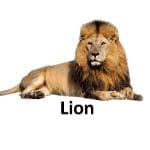 lion list of wild animal