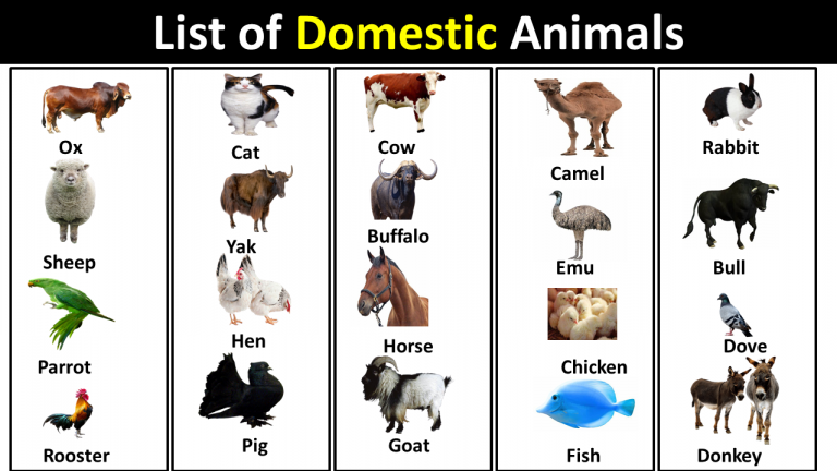 List Of Domestic Animals In English Vocabulary Point