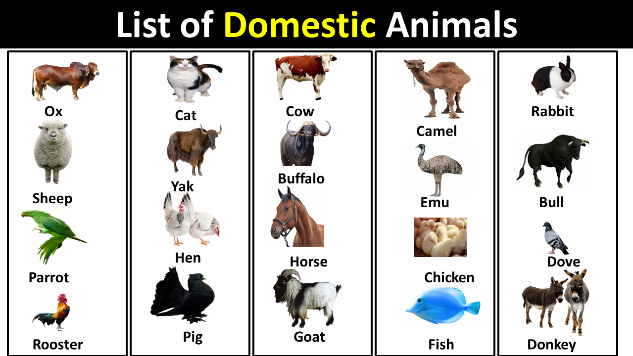 List of Domestic Animals in English - Vocabulary Point