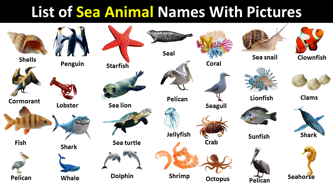 list of sea animals with pictures