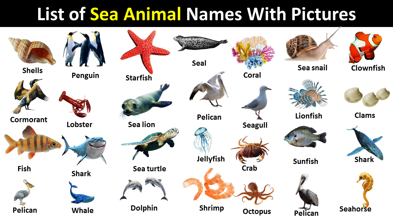 Animals list. Sea animals Vocabulary. Sea animals Vocabulary with pictures. Where do Sea animals Live. There are lots of Sea animals and Fish.