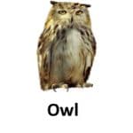 owl list of wild animal