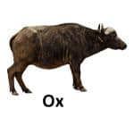 ox list of wild animal