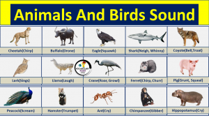 animals and birds sound list Pdf Archives - Vocabulary Point