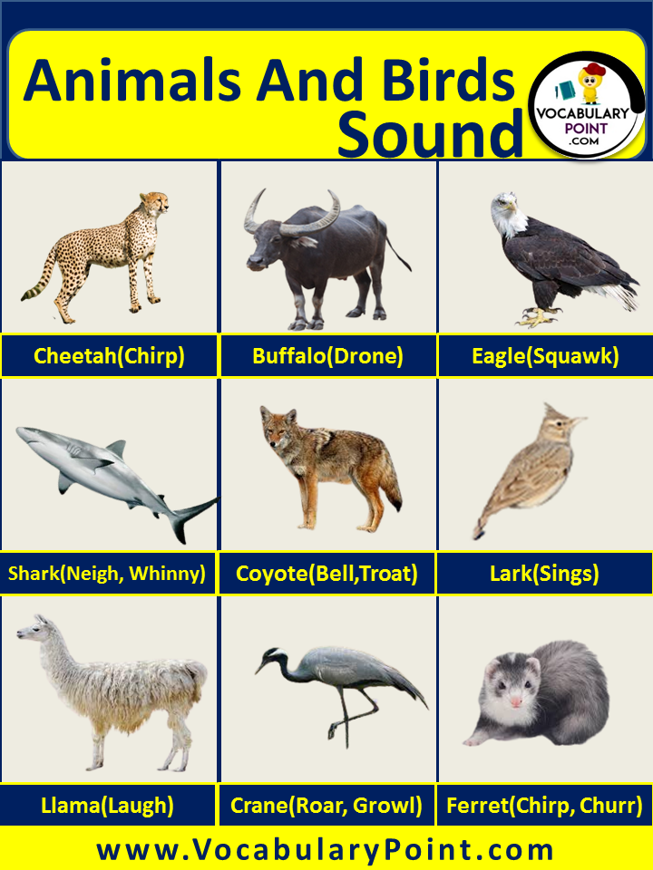 Animals And Birds Sound List long