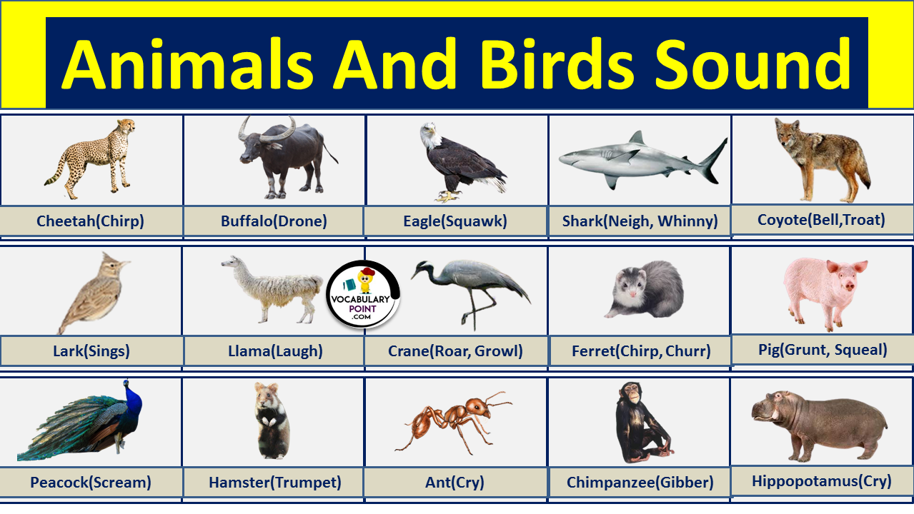Animals And Birds Sound List