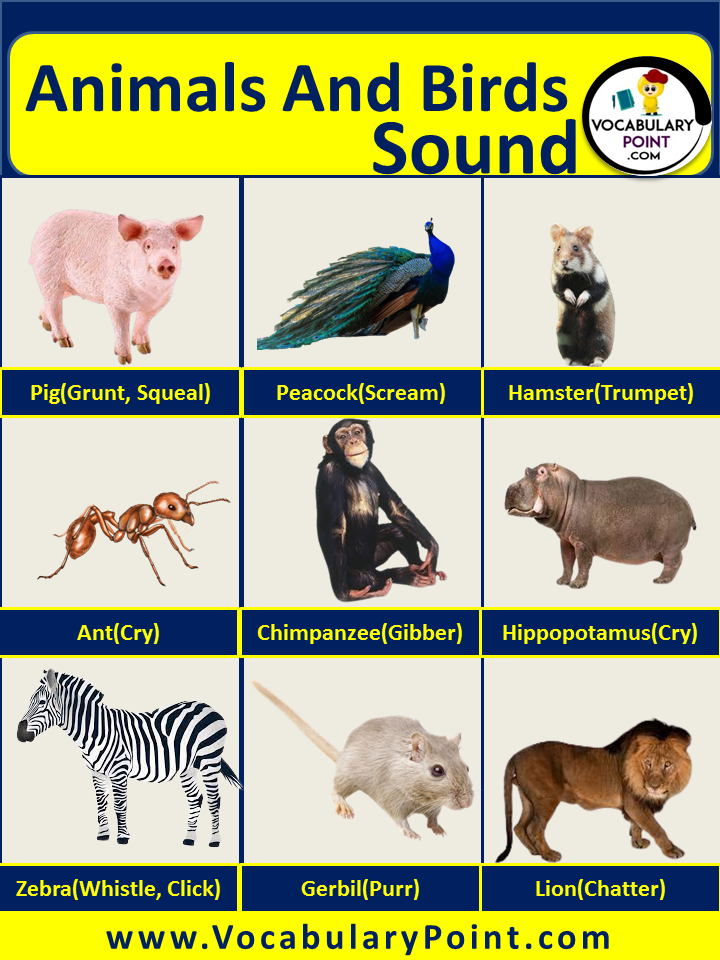 Animals and their sounds