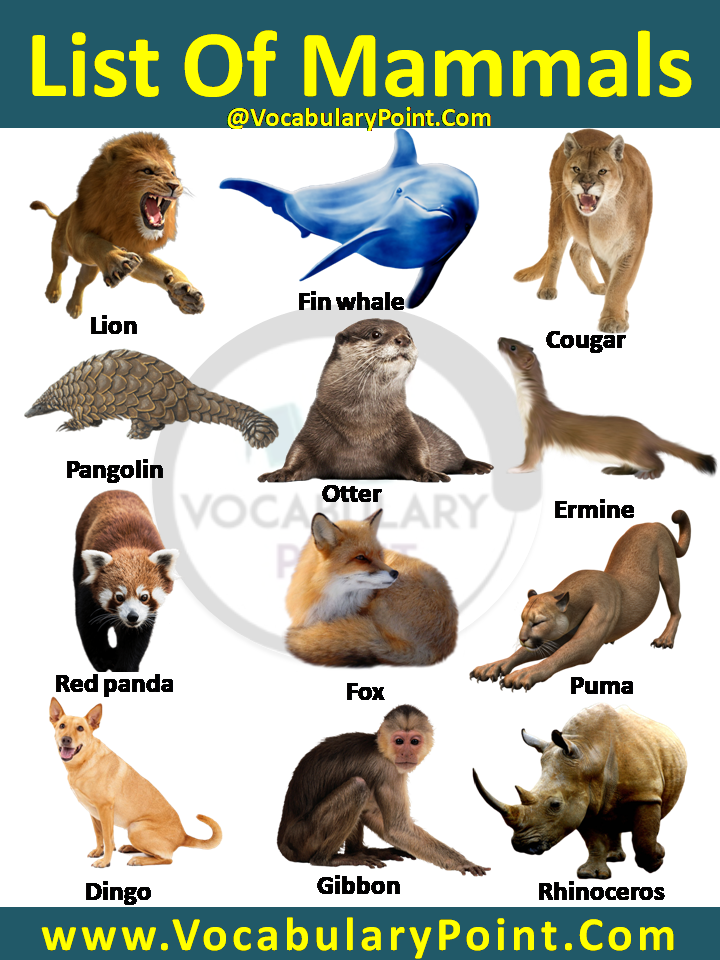 list of mammals animals