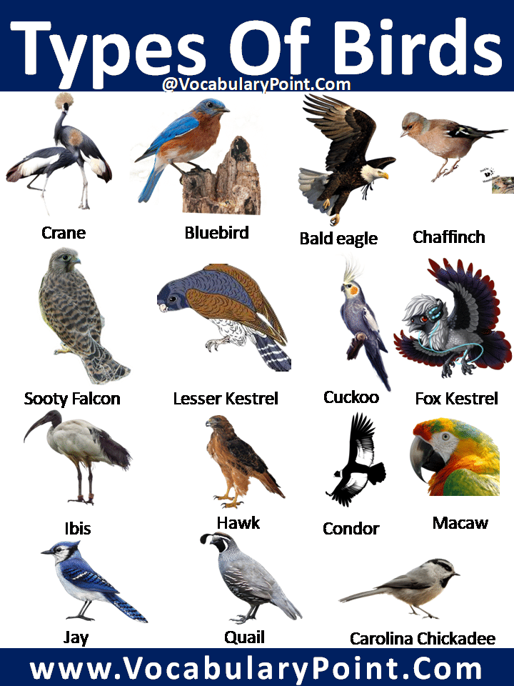common types of birds,