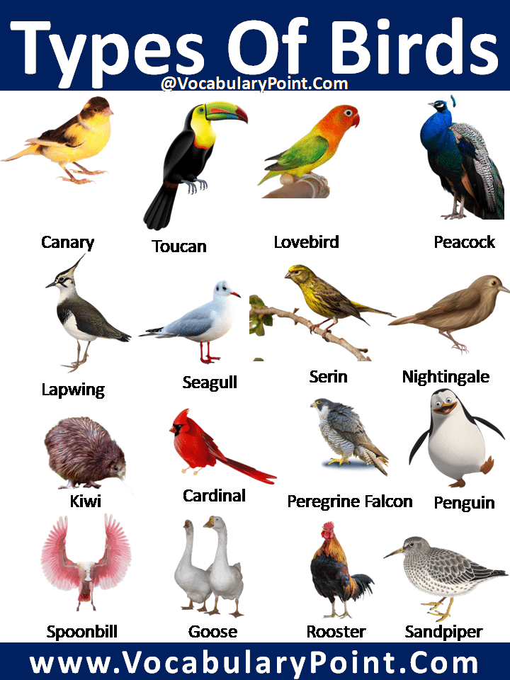 types of birds beak,