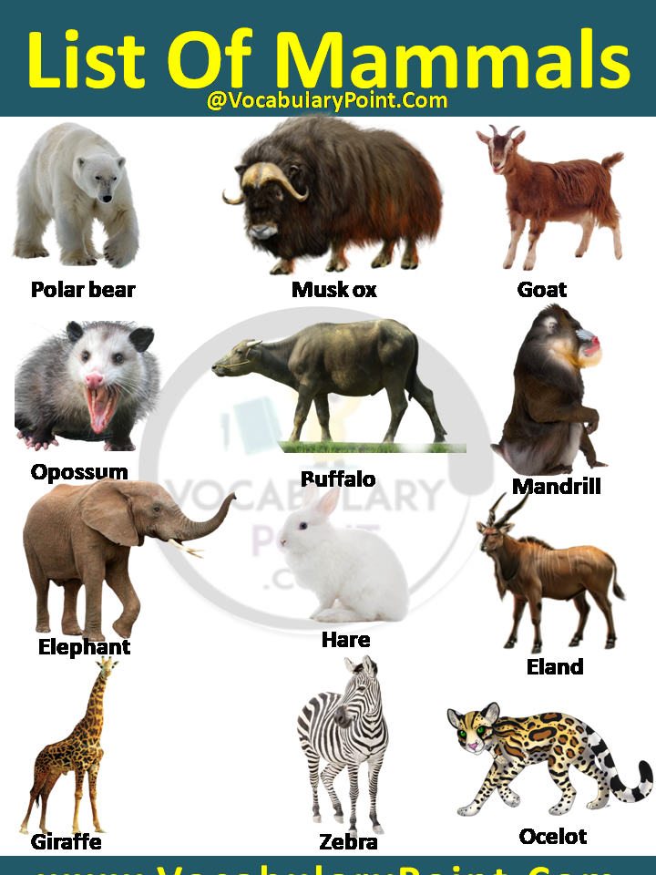 list of mammals animals