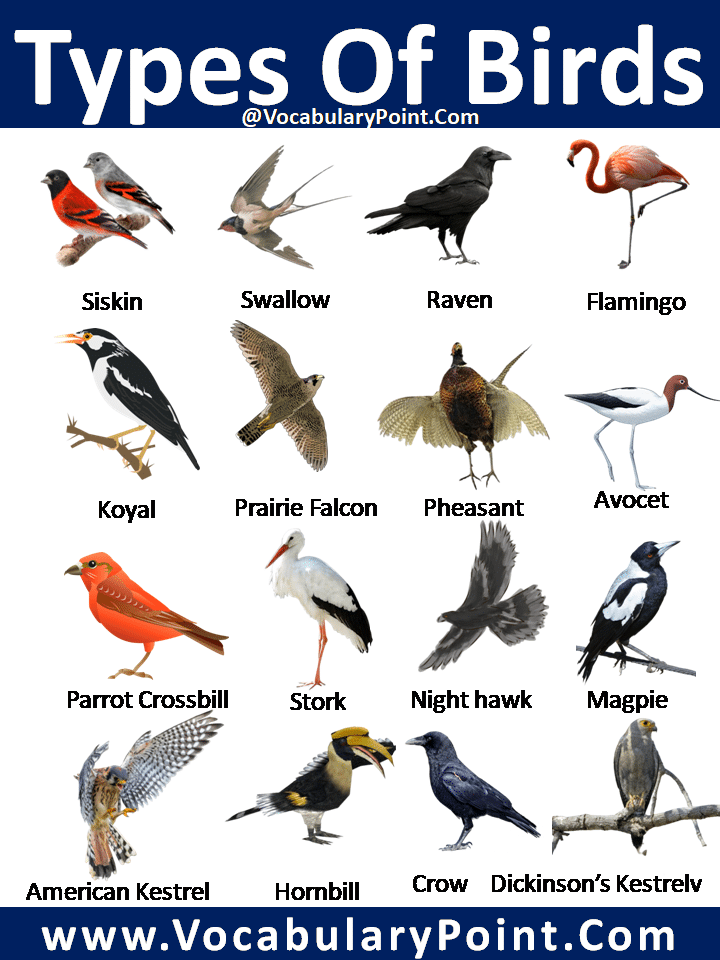 types of birds for pets