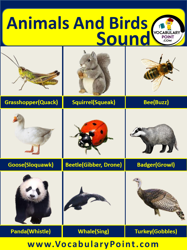 animal and animal sounds
