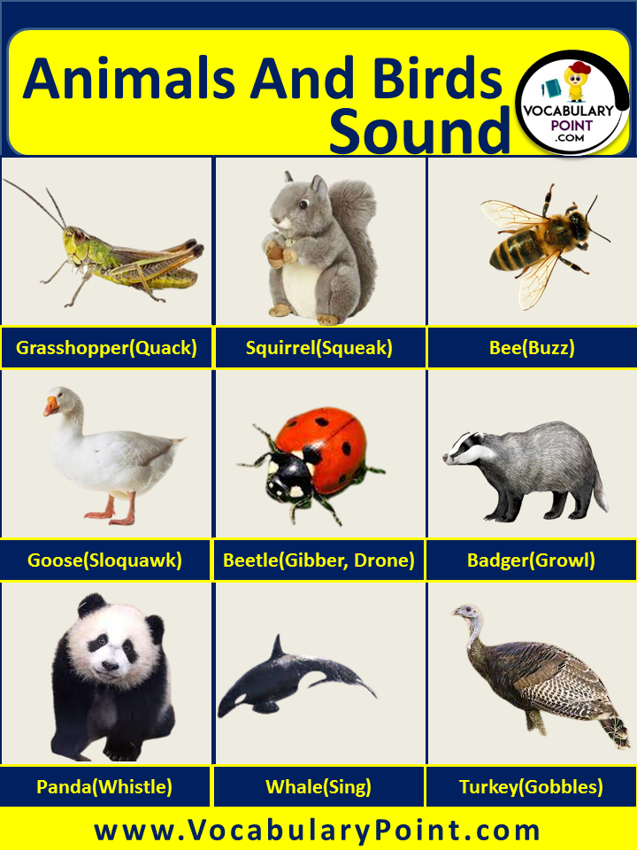 Animals And Birds Sound List - Vocabulary Point