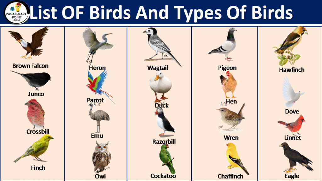 Common Types Of Birds In English With Pictures - Vocabulary Point