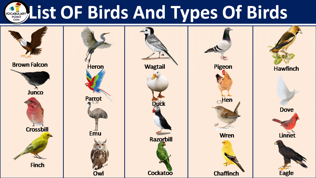 common types of birds