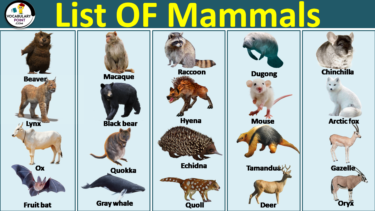 List of Mammals Animals with Pictures in English - Vocabulary Point