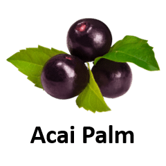 Acai Palm