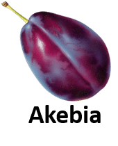 Akebia