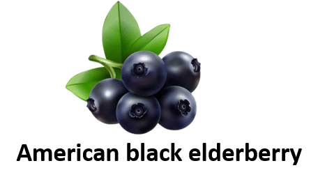 American black elderberry