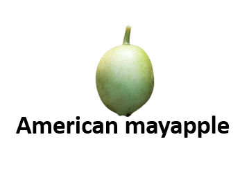 American mayapple