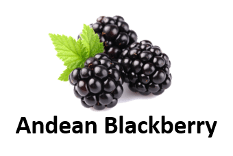 Andean Blackberry