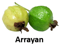 Arrayan