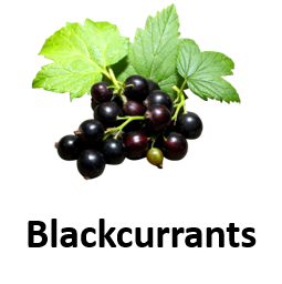 Blackcurrants